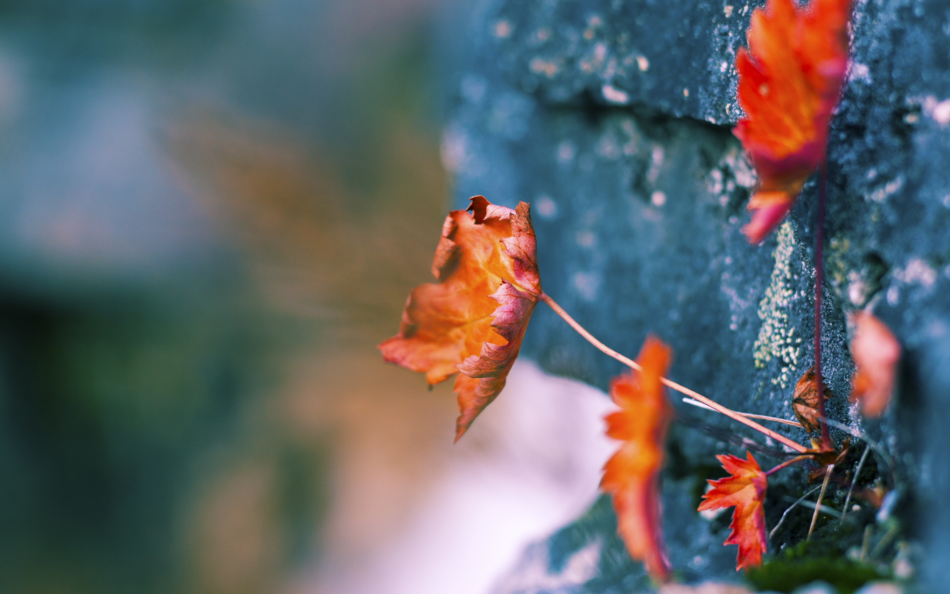 北京国安主场气氛火热,北京国安主场哪里