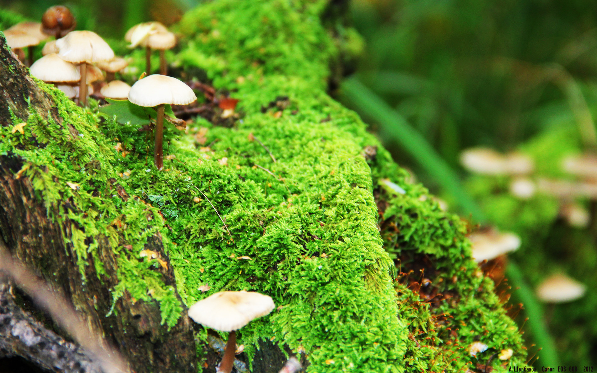 湖人大胜雄鹿,抢七大战中詹姆斯篮下统治全场,湖人对雄鹿聚胜顽球汇