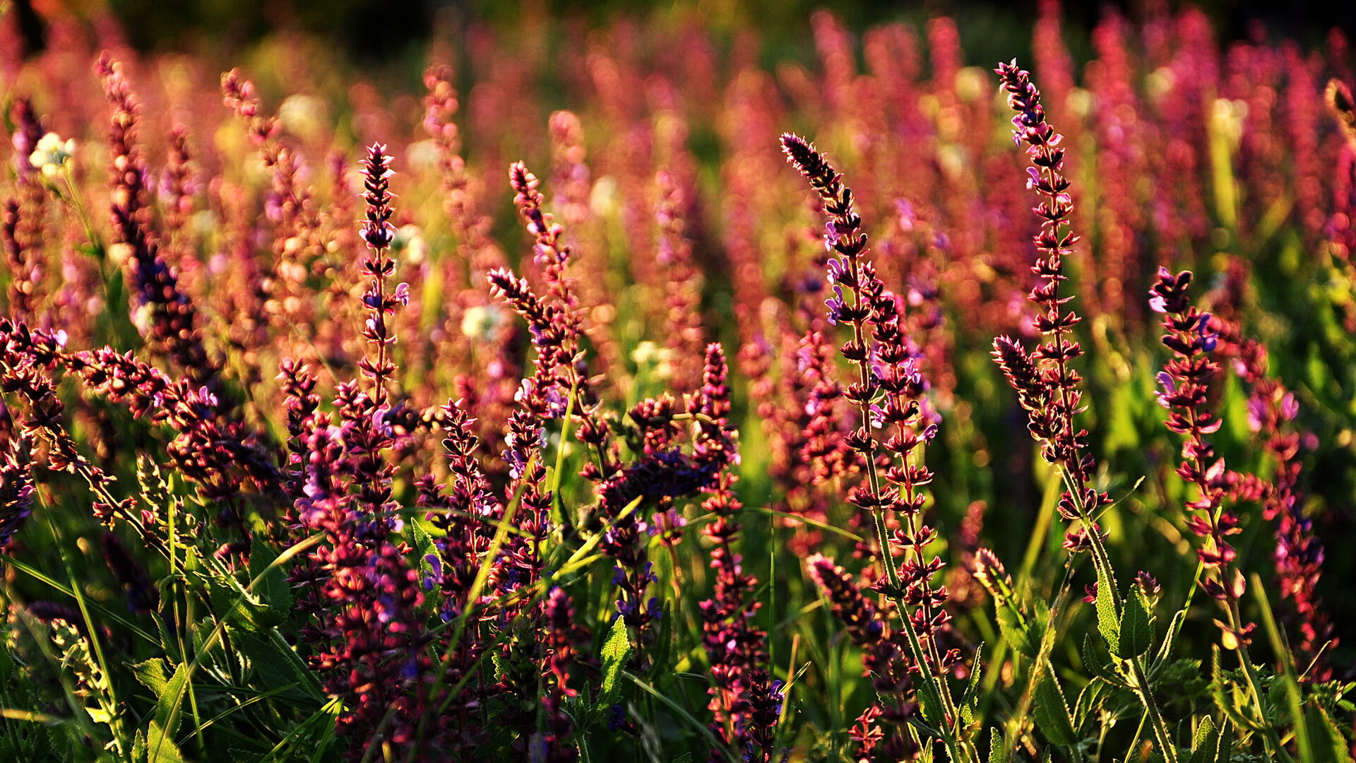 中国男篮注重突分结合丰富进攻手段,中国男篮战术分析