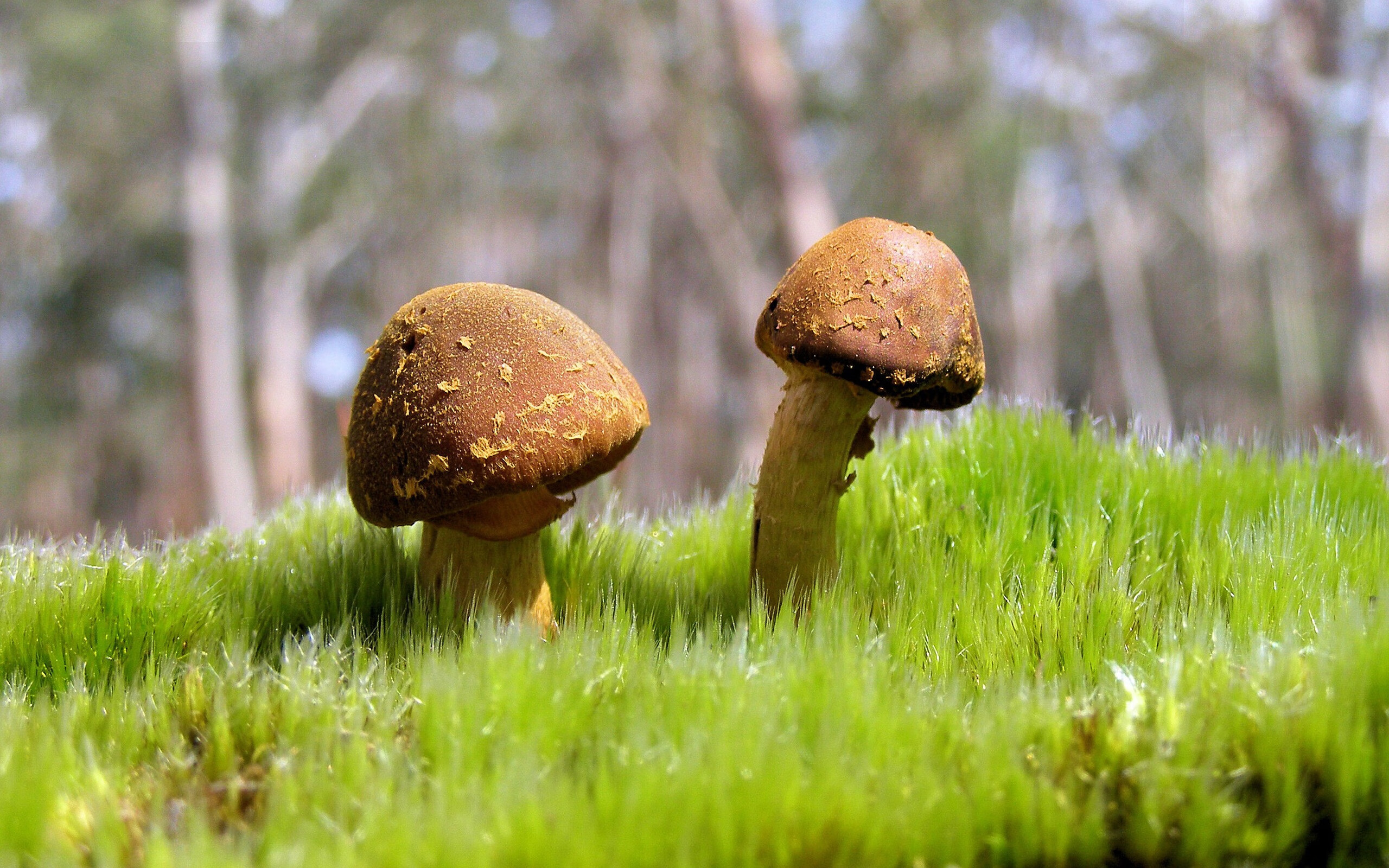 九游体育网站-瑞典队未来发展：通过技术创新与全球合作开创新局面，瑞典队近况